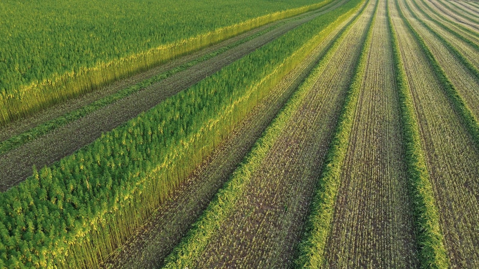 Pramoninių kanapių laukas